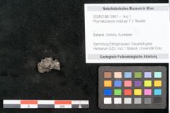 Foto (Objekt + Etikett) von Phymatocaryon mackayi F.V. Mueller (NHMW-GEO-2024-0188-10461)